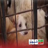 فیلم : مستند بازار سگ خوری در چین
