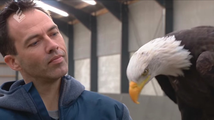 تماشا کنید: استفاده پلیس هلند از عقاب ها برای شکار پهپاد