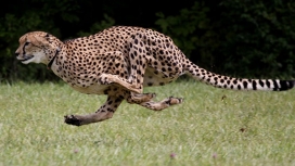 تماشا کنید: «سارا» سریع ترین جاندار روی زمین از میان ما رفت