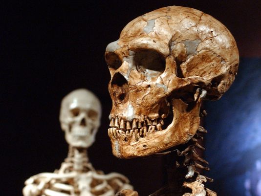 نئاندرتال ها هم نوع خوار بودند و از بقایای استخوان ها به عنوان ابزار استفاده میکردند!