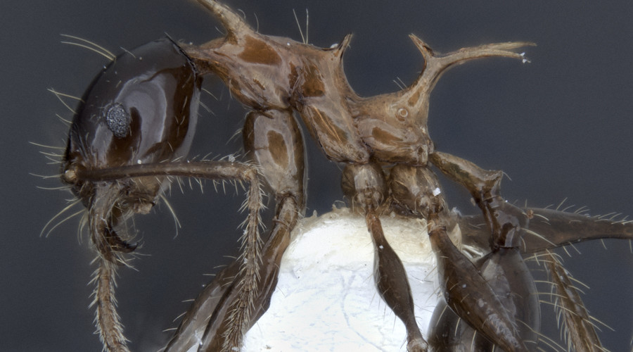 تماشا کنید: کشف دو گونه مورچه شبیه به اژدهای سریال «بازی تاج و تخت»